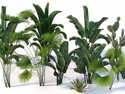 热带植物景观草本植物