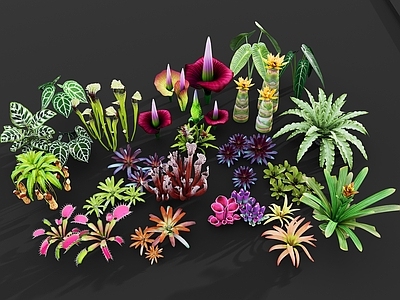 热带植物风植物组合