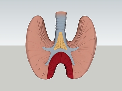 医疗插画风医疗器材 肺部 肺 人体 器官