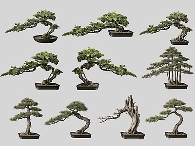 新中式盆栽 2D盆景造型松 造型松 盆栽植物