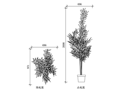 现代综合植物图库 盆竹 观赏竹盆景 室内盆栽竹 竹盆景 盆栽竹 施工图