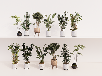 极简盆栽 植物 绿植 绿植组合