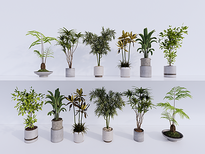 现代简约盆栽 植物 盆栽 绿植