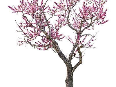 现代其它HDR 免抠植物 植物树木乔木