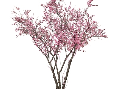 现代其它HDR 免抠植物 植物树木乔木