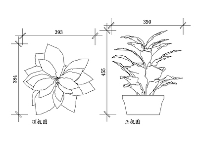 现代绿植 双眼龙盆栽 江子盆栽 猛子树盆栽 大叶双眼龙盆栽 巴豆树盆栽 施工图