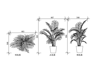 现代绿植 宾门 仁频 橄榄子 洗瘴丹 槟榔树 施工图