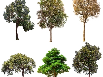 现代其它HDR 植物树木 树木乔木