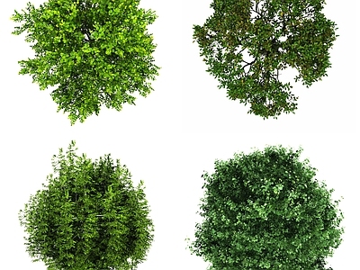 现代其它HDR 植物彩平面 平面树木