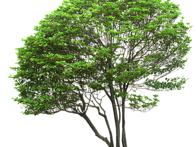 现代其它HDR 植物树木乔木