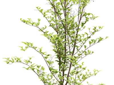 现代其它HDR 植物树木乔木