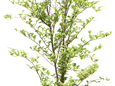 现代其它HDR 植物树木乔木