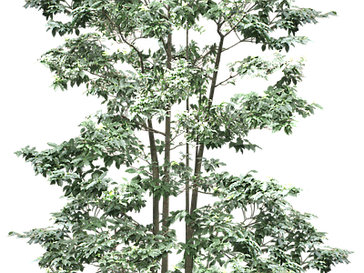 现代其它HDR 植物树木乔木