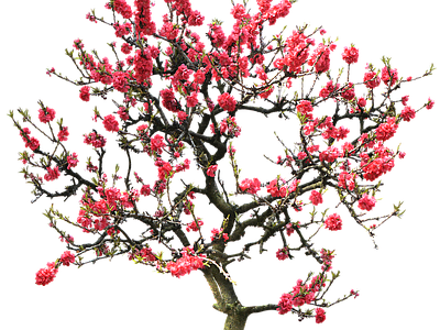 现代其它HDR 植物树木乔木