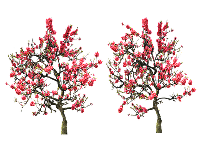 现代其它HDR 植物树木乔木