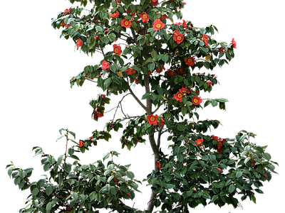 现代其它HDR 植物树木乔木