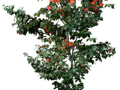 现代其它HDR 植物树木乔木