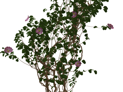 现代其它HDR 植物树木乔木