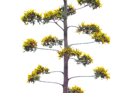 现代其它HDR 植物树木乔木