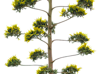 现代其它HDR 植物树木乔木