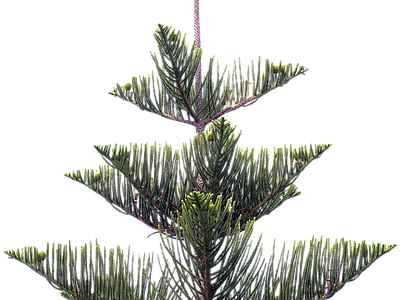 现代其它HDR 植物树木乔木