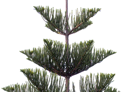 现代其它HDR 植物树木乔木