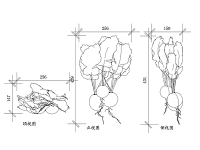 现代综合植物图库 庭院萝卜 菜园萝卜 盆栽萝卜 观赏萝卜 园艺萝卜 施工图