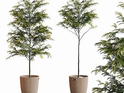 盆栽 现代植物盆栽摆件