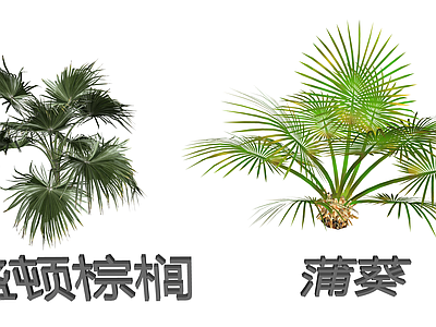 蒲葵类扇叶棕榈 华盛顿棕榈 热带扇叶3D 景观常用蒲葵植物 园林绿化扇叶棕榈