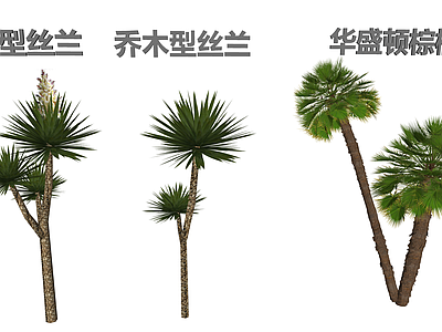 热带植物景观乔木 乔木型丝兰 华盛顿棕榈树 热带风格景观植物 室外庭院装饰植物 商业广场绿化树木