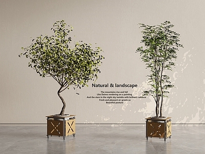 现代简约盆栽 景观树盆栽 花盆