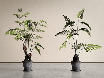 现代简约盆栽 蕨类盆栽 盆景 花盆