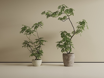 侘寂风盆栽 绿植组合 绿植摆件