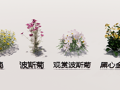 现代简约花草 菊花三维合集 黑心金光菊3D 金鸡菊波斯菊3D 多品种菊花组合 写实风菊花