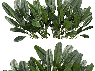热带植物风草本植物 植物