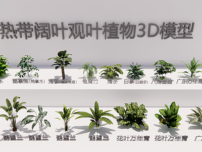 极简灌木 热带阔叶观叶3D 鹤望兰万年青海芋 变叶木鹅掌柴海芋 白掌八角金盘3D 八角金盘3D灌木