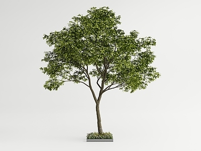 现代简约景观树 乔木 庭院乔木 大树