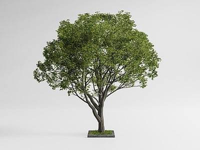 极简主义景观树 乔木 庭院乔木 大树