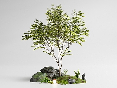 新中式景观庭院小品 红枫景观树 红枫 庭院乔木 鸡爪槭 植物组合