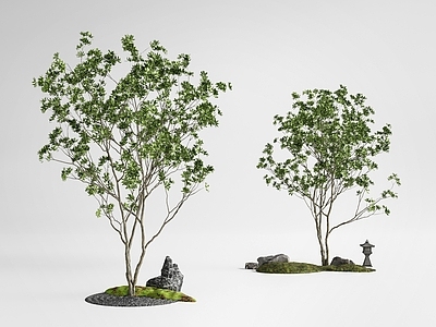 日式枯山水乔木 景观树 灌木 植物组合 庭院小品