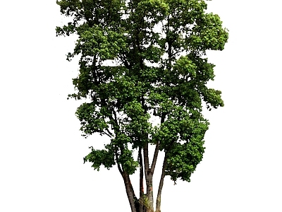 现代主义乔木 2d丛生朴树 大乔 行道树 孤植树