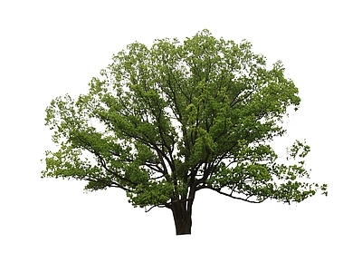 新中式景观乔木 2d 丛生香樟 孤植树 行道树 乔木