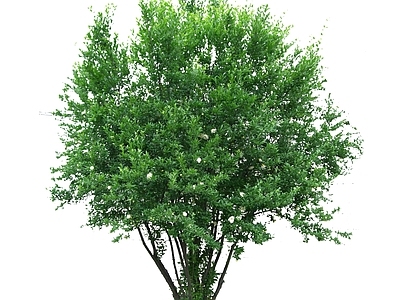 新中式景观灌木 2d 花石榴 果树 中乔 丛生树