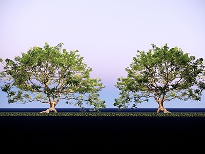 极简主义景观乔木 2D精品冬青树 多分支冬青树 点景树 景观乔木 孤植铁冬青