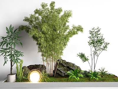 现代景观植物  植物造景   庭院植物 盆栽植物