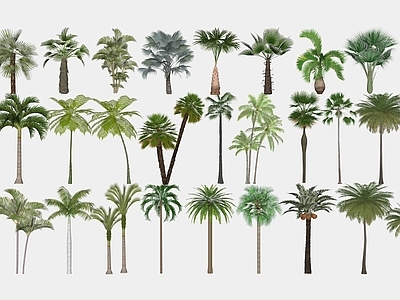 热带植物景观乔木 热带3D植物 热带3D乔木