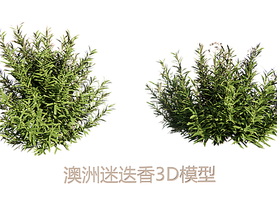 自然写实灌木 澳洲迷迭香3D 澳洲迷迭香合集 花灌木草本植物