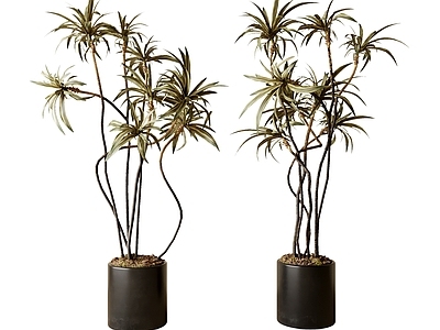 现代简约盆栽 现代绿植盆栽