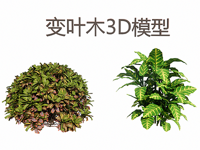 现代主义灌木 变叶木3D 彩叶观叶灌木3D 热带景观植物 彩叶组合绿植灌木 庭院花境植物素材