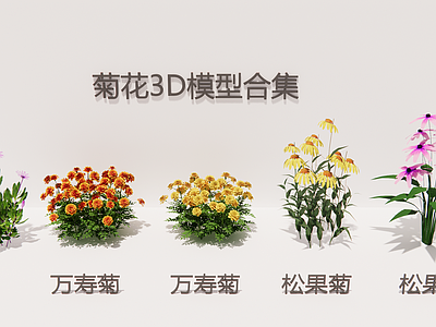 现代简约花草 菊花花境3D 雏菊万寿菊集 松果菊3D集 庭院花境花卉 宿根观花3D
